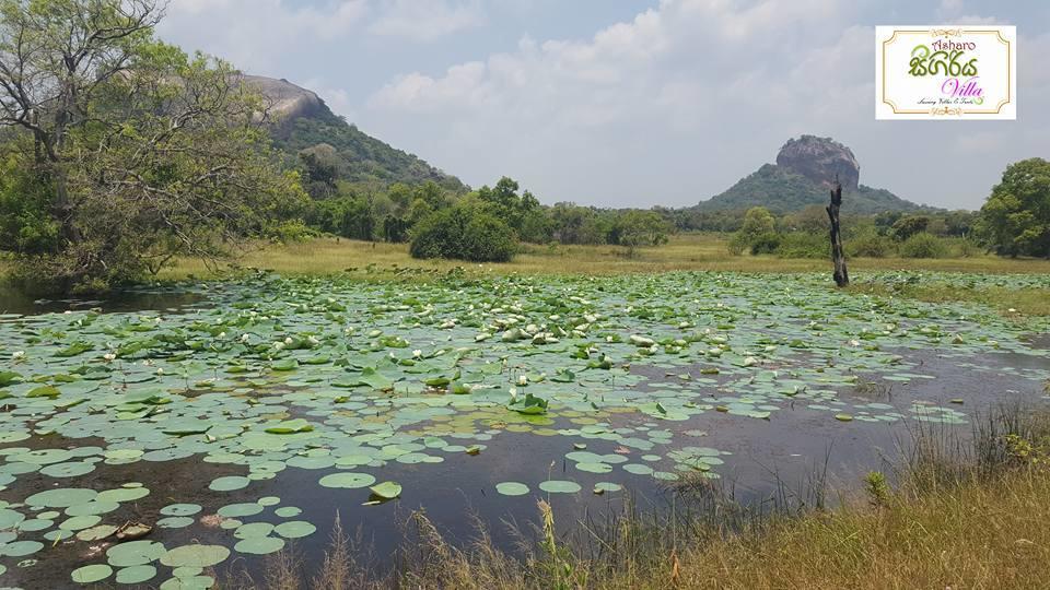 Asharo Sigiriya Villa Exteriör bild
